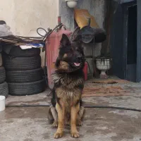 سگ ژرمن شپرد