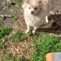 سگ پاکوتاه پامرین ماده ۵ ماه