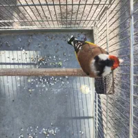 سهره نر طوقدار