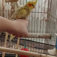 عروس هلندی بهمراه قفس