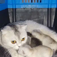 گربه|گربه|تهران, زیبادشت|دیوار