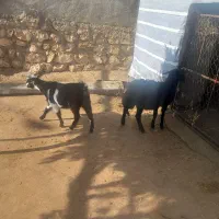 یک عدد بره ماده با بزغاله ماده|حیوانات مزرعه|ویسیان, |دیوار