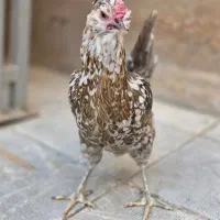 مرغ گلین