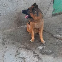 سگ ژرمن شپرد ۲ ساله|سگ|قزوین, |دیوار