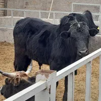 گوساله نر گیلک|حیوانات مزرعه|قلعه نو, |دیوار