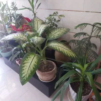 داوطلب گل و گیاه شما|گل و گیاه طبیعی|قم, تولید دارو و یخچال|دیوار