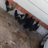 مرغ خروس|حیوانات مزرعه|بندر امام خمینی, |دیوار