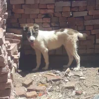 سگ جوان|سگ|گزیک, |دیوار