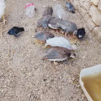 جوجه شاخک 3ماهه
