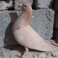 کبوتر زرد ماده|پرنده|زهک, |دیوار