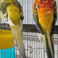 طوطی آوازه خوان