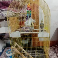 عروس هلندی|پرنده|علی‌آباد کتول, |دیوار