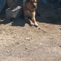 سگ عراقی|سگ|معصومیه, |دیوار