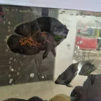 اسکار سلطنتی|ماهی|مشهد, امیریه|دیوار