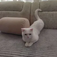 گربه پرشین ماده5 ملیون