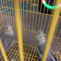 عروس هلندی