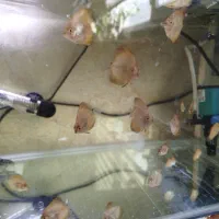 ماهی جوجه دیسکس بچه پیژن چکربورد