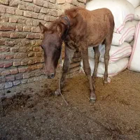 کره اسب نر چهار ماه یورقه|اسب و تجهیزات اسب‌سواری|آزادشهر, |دیوار