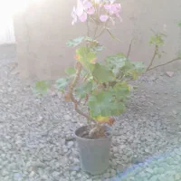 گل قاشقی و شمعدونی|گل و گیاه طبیعی|فاضل آباد, |دیوار