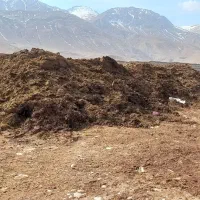 کود حیوانی گاو