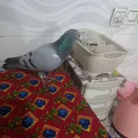 دوبر مسافتی غریبگیری نر هست