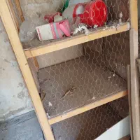 گنجه یا قفس