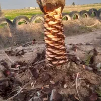 پاجوش نخل برحی|خدمات باغبانی و درختکاری|رامشیر, |دیوار