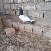 کبوتر|پرنده|اسفراین, |دیوار