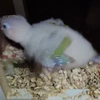 جوجه گرینچیک اناناسی رد|پرنده|مشهد, ادیب نیشابوری (شهرک غرب)|دیوار