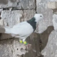 کبوتر رنگی|پرنده|اهواز, ۳۰ متری|دیوار