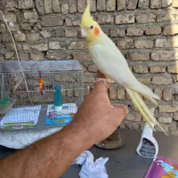 جفت عروس هلندی حرفه ای رام رام|پرنده|هشتگرد, هشتگرد قدیم|دیوار