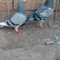 نرماده مسافتی