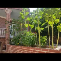 اجاره آپارتمان ۶۰ متری طبقه ۴ در تولید دارو