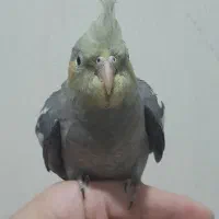 یک جفت مولد با ۳ جوجه  دو ماهه  سالم و سرحال|پرنده|ری, فیروزآبادی|دیوار