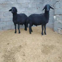 بره قوچ همو و هترو|حیوانات مزرعه|کمیجان, |دیوار