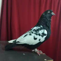 کفتر سینه سیاه