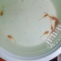 کت فیش آلبینو و مشکی|ماهی|شیراز, کوشک میدان|دیوار