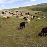 پخش   دام  بهداشتی