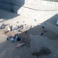 پرنده|پرنده|یزدان شهر, |دیوار