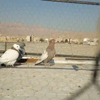 نرسینه وماده شهری سوسنی|پرنده|شیراز, دارالرحمه|دیوار