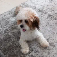 سگ خانگی|سگ|کرج, فاز ۲ مهرشهر|دیوار