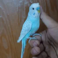 مرغ عشق نر بالغ دستی رنگ خاص ابروبادی با قفس فقط