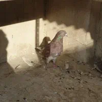 کفتر کبوتر|پرنده|تهران, دژکام|دیوار
