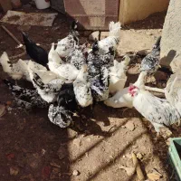 تخم مرغ گلین اصیل ریشی بدون پر غلط با ضمانت