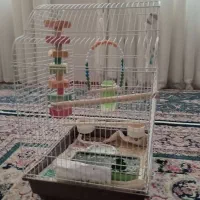 مرغ عشق  جفت مشتی