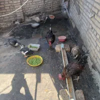 مرغ خروس
