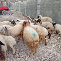 14 میش و‌بره داشتی جوان اکثرا شک