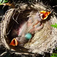 جوجه قناری باغی دمیل