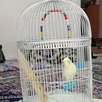 عروس هلندی