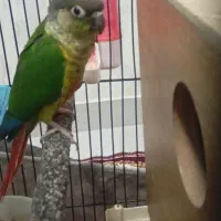 گرینجیک|پرنده|باسمنج, |دیوار